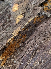 Botryobasidium aureum