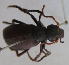 Epicauta nyassensis