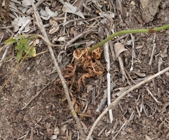 Lichtensteinia interrupta