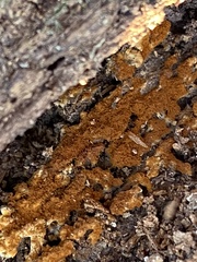 Botryobasidium aureum