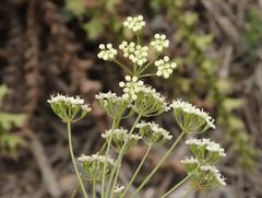 Lichtensteinia interrupta
