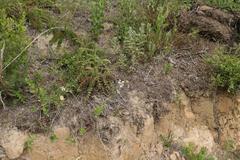 Lichtensteinia interrupta