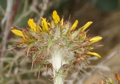 Berkheya decurrens