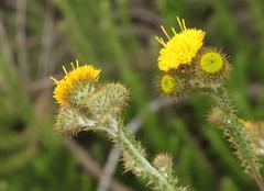 Berkheya carduoides