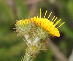 Berkheya carduoides