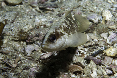 Rypticus bistrispinus