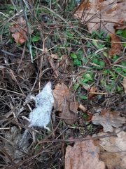 Crocidura suaveolens