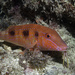 Spotted Goatfish - Photo (c) Bernard Picton, some rights reserved (CC BY), uploaded by Bernard Picton