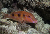 Spotted Goatfish - Photo (c) Bernard Picton, some rights reserved (CC BY), uploaded by Bernard Picton
