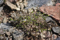 Mononeuria groenlandica
