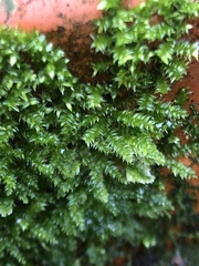 Rhynchostegium