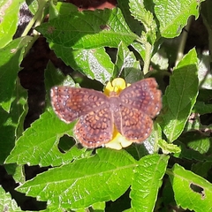 Calephelis aymaran