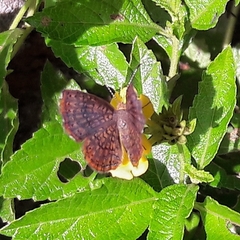 Calephelis aymaran