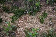 Diphasiastrum alpinum