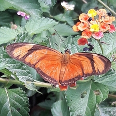 Dryas iulia alcionea