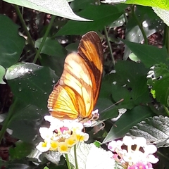 Dryas iulia alcionea