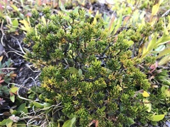 Phyllodoce glanduliflora