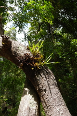 Dendrobium monophyllum