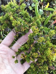 Phyllodoce glanduliflora