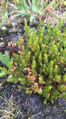 Phyllodoce glanduliflora