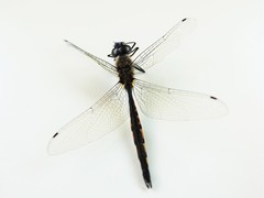 Hemicordulia armstrongi