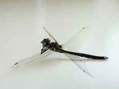 Hemicordulia armstrongi