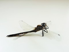 Hemicordulia armstrongi