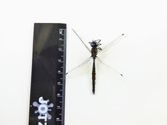 Hemicordulia armstrongi