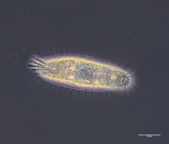 Tachysoma pellionellum