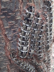 Tolype ventriosa