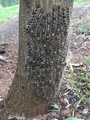 Tolype ventriosa