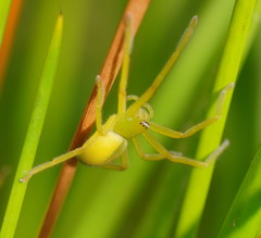 Neosparassus patellatus