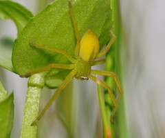 Neosparassus patellatus