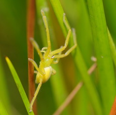 Neosparassus patellatus