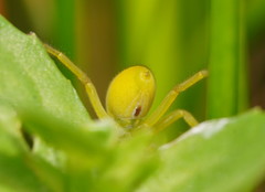 Neosparassus patellatus