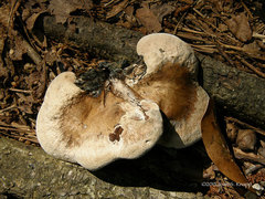 Phellodon fuligineoalbus