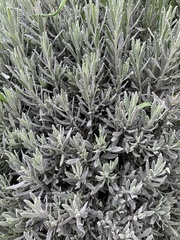 Lavandula