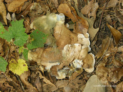Phellodon fuligineoalbus