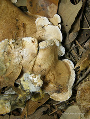 Phellodon fuligineoalbus