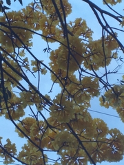 Handroanthus guayacan