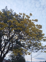 Handroanthus guayacan