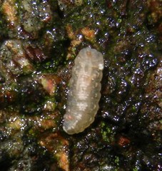 Meligramma cincta