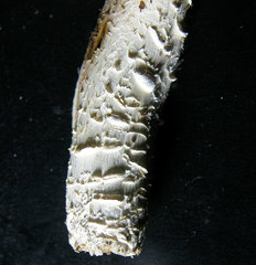 Neolentinus lepideus image