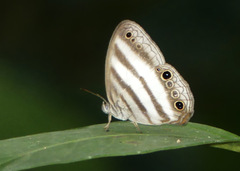 Pareuptychia binocula