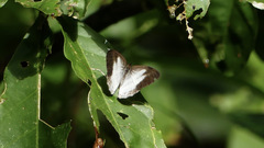 Pareuptychia binocula