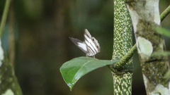 Pareuptychia binocula