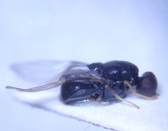 Eupachygaster tarsalis