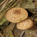 Tricholomopsis formosa - Photo (c) Joan Knapp, some rights reserved (CC BY-ND), uploaded by Joan Knapp