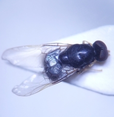 Eupachygaster tarsalis