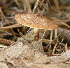 Tricholomopsis formosa